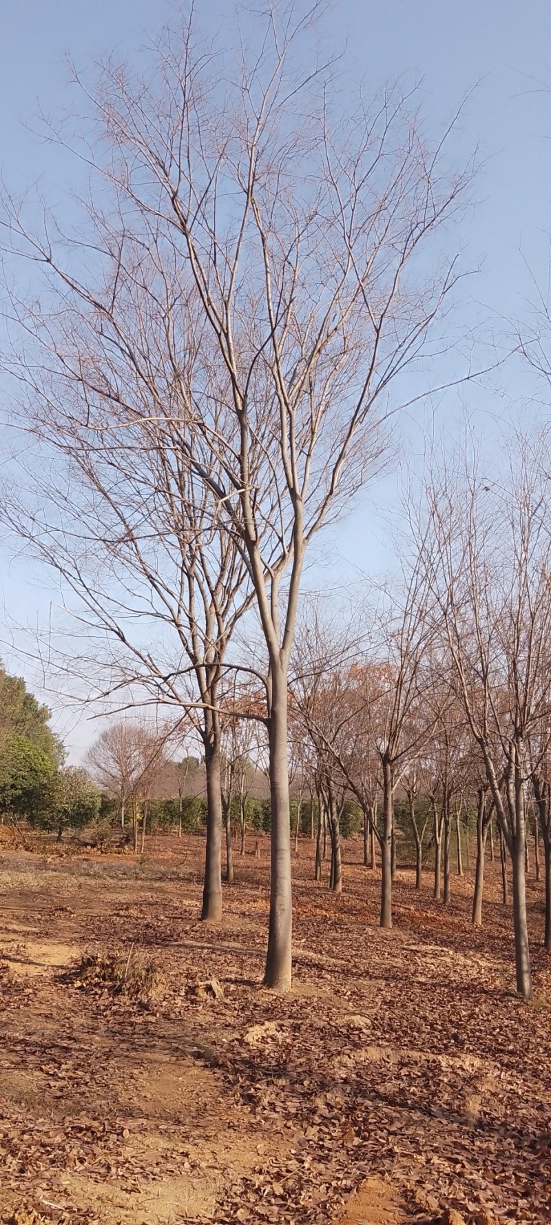 榉树，自产自销大量出售12一18公分红榉树，欢迎订购