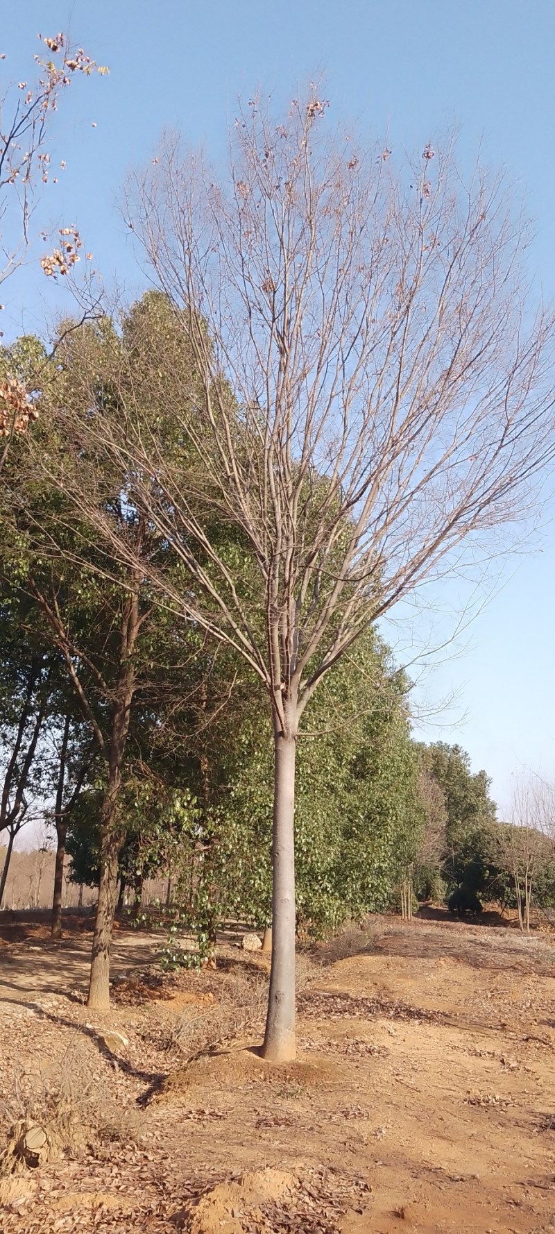 榉树，自产自销大量出售12一18公分红榉树，欢迎订购