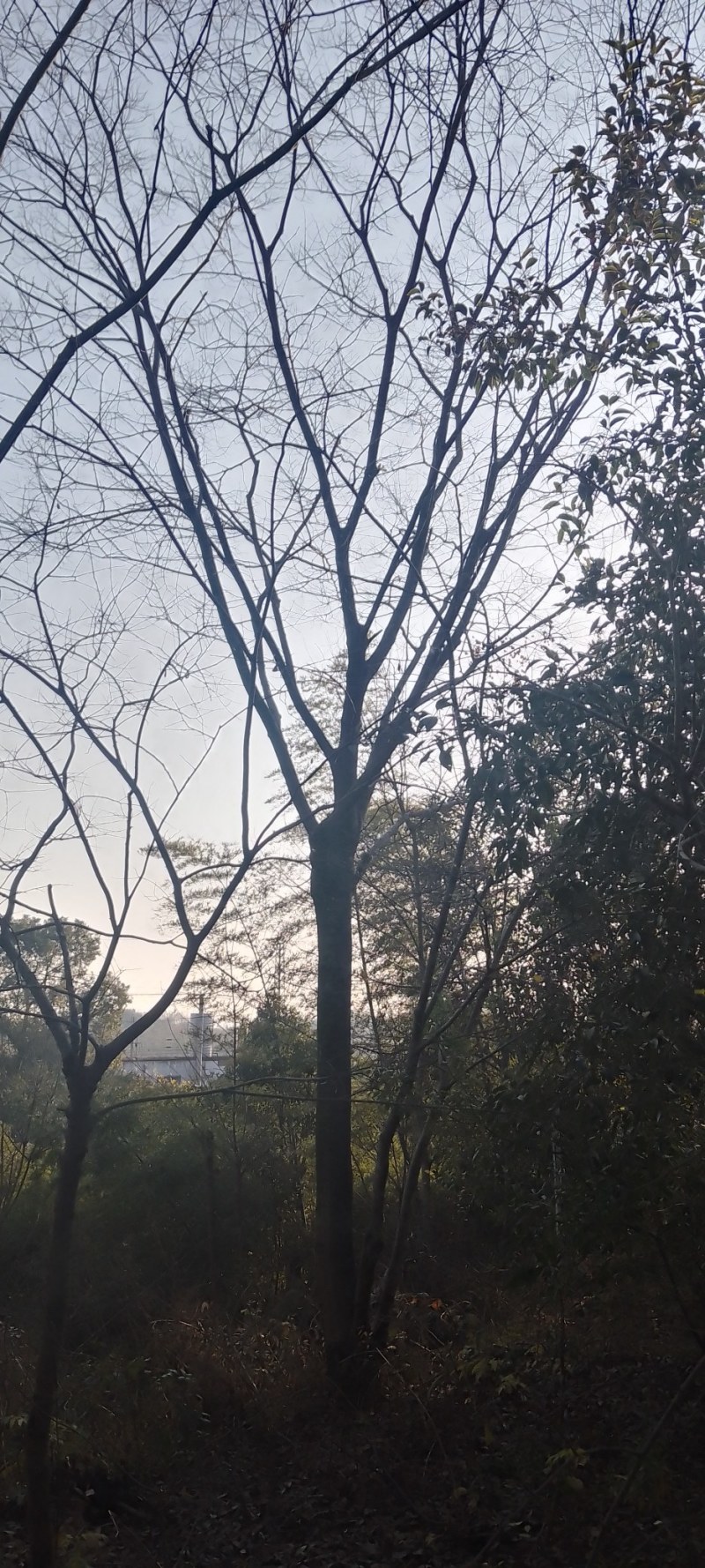 榉树，自产自销大量出售12一18公分红榉树，欢迎订购