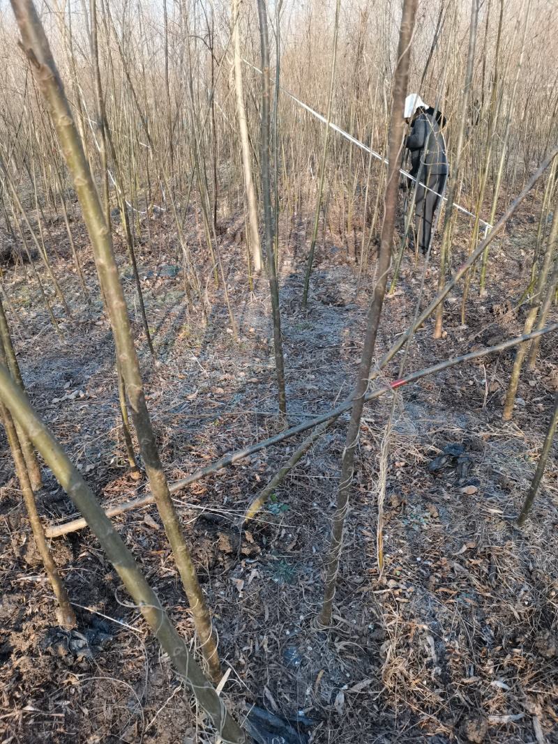 【垂柳苗】垂柳苗当年垂柳小苗青皮垂柳小苗竹柳当年小苗柳树