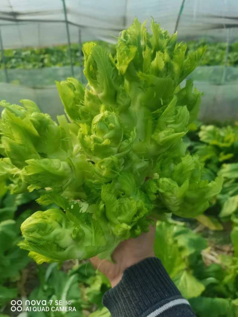 儿菜，浙江湖州，产地直销，宝塔菜，一手货精品通货儿菜
