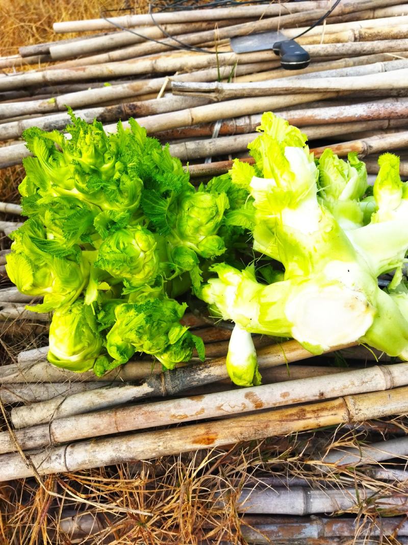 儿菜，浙江湖州，产地直销，宝塔菜，一手货精品通货儿菜