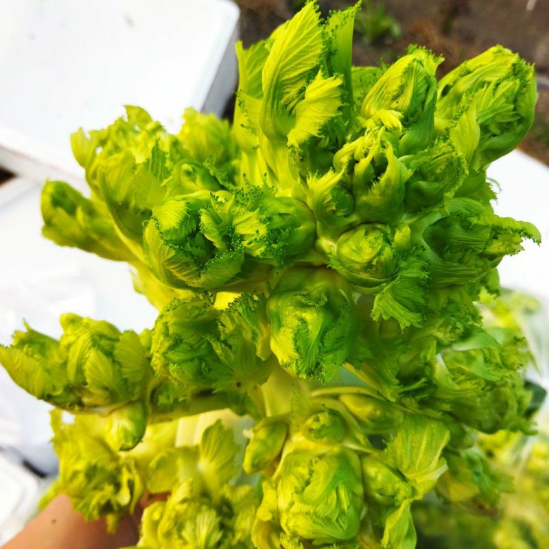 儿菜，浙江湖州，产地直销，宝塔菜，一手货精品通货儿菜