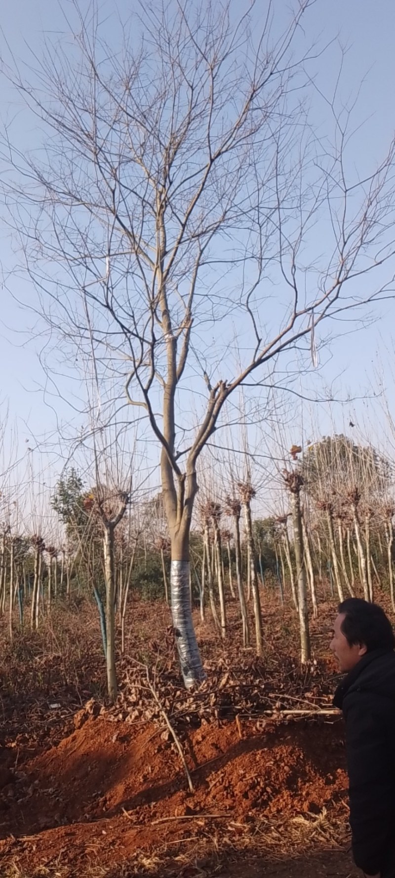 朴树，精品朴树胸径15一30公分，海量供应，欢迎采购