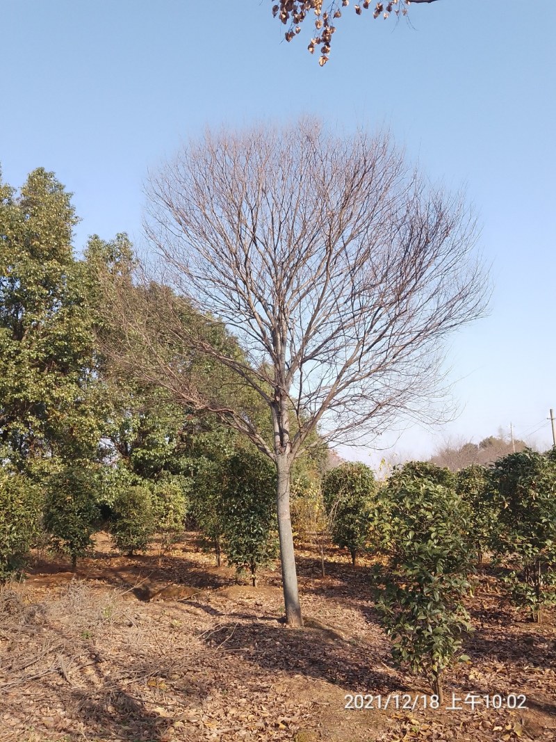 朴树，精品朴树胸径15一30公分，海量供应，欢迎采购