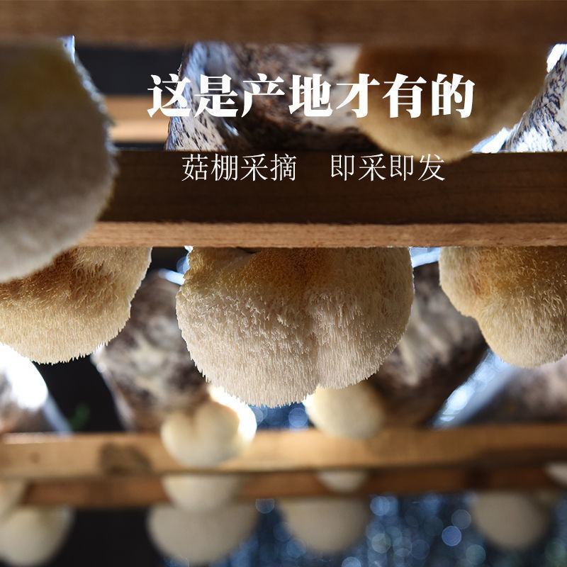 顺风快递新鲜猴头菇非干货古田特产级猴头食用菌当季新鲜