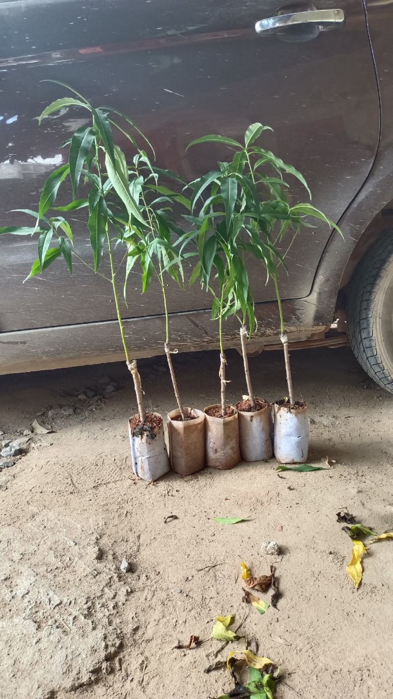 水蜜桃苗鹰嘴桃苗嫁接两年苗一米左右高度