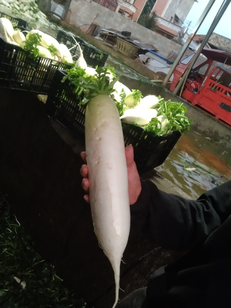 白萝卜