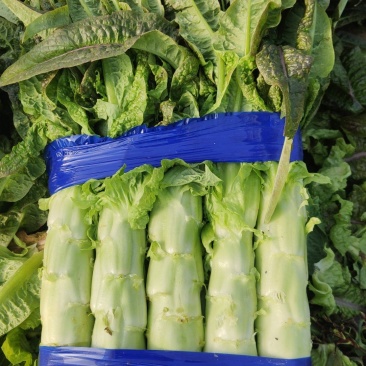 大量有货莴笋青皮青肉无空心香莴苣万亩大棚种植产区