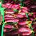 稀有品种长茄，产地直销。日供货长茄200000斤。