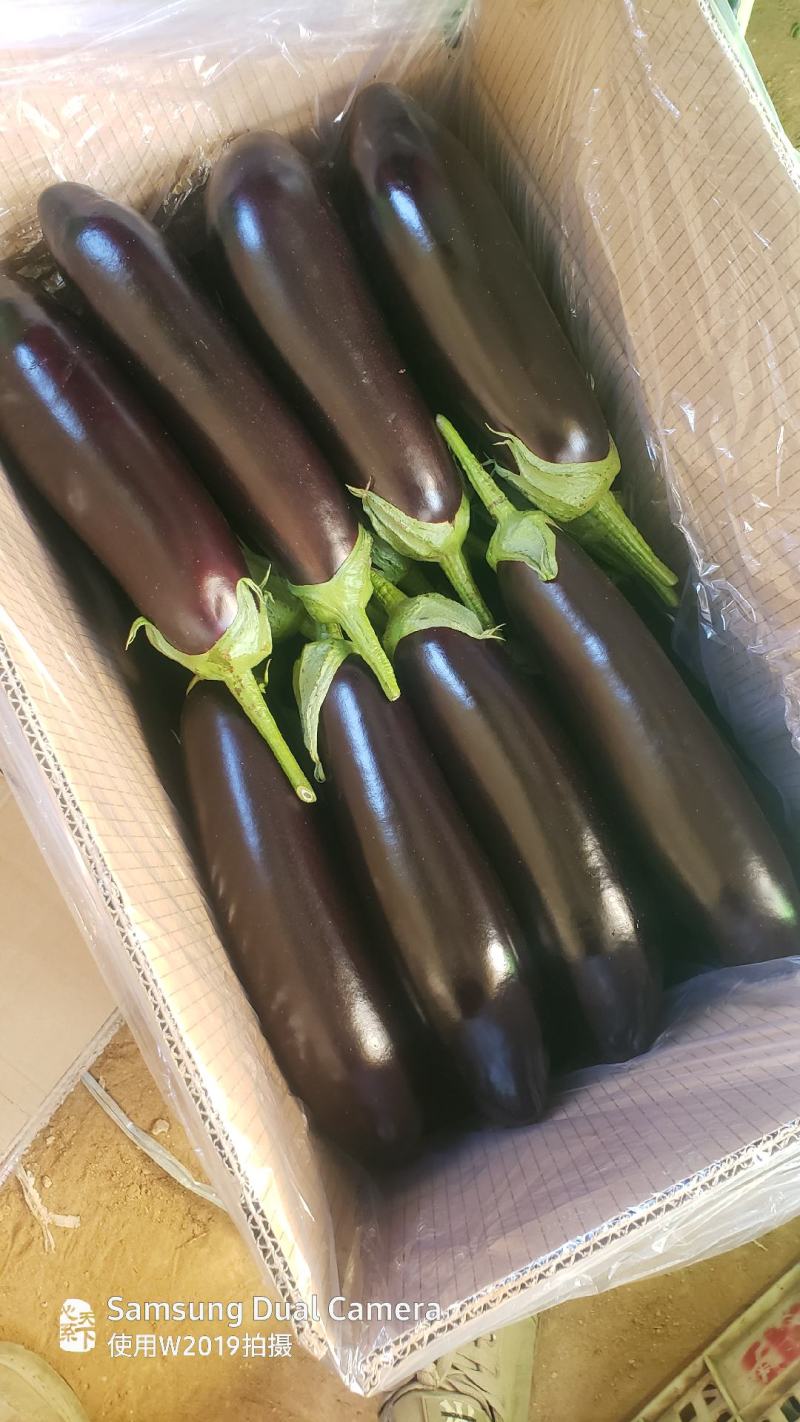 稀有品种长茄，产地直销。日供货长茄200000斤。