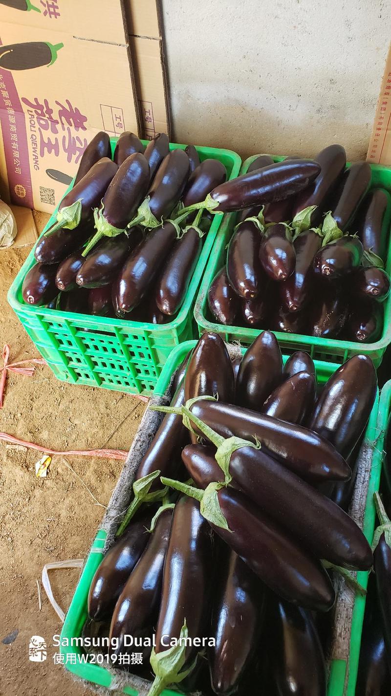 稀有品种长茄，产地直销。日供货长茄200000斤。