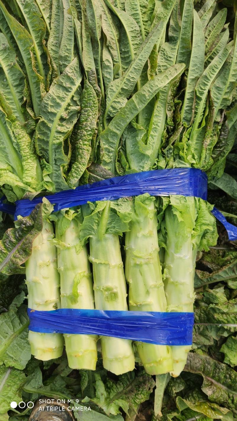 大量有货莴笋青皮青肉无空心香莴苣万亩大棚种植产区