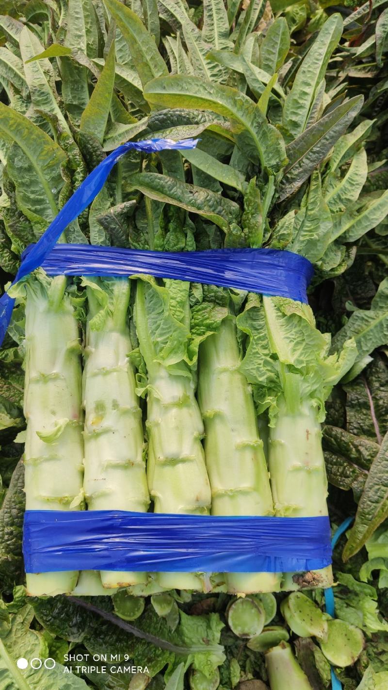 大量有货莴笋青皮青肉无空心香莴苣万亩大棚种植产区