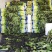 大量有货莴笋青皮青肉无空心香莴苣万亩大棚种植产区