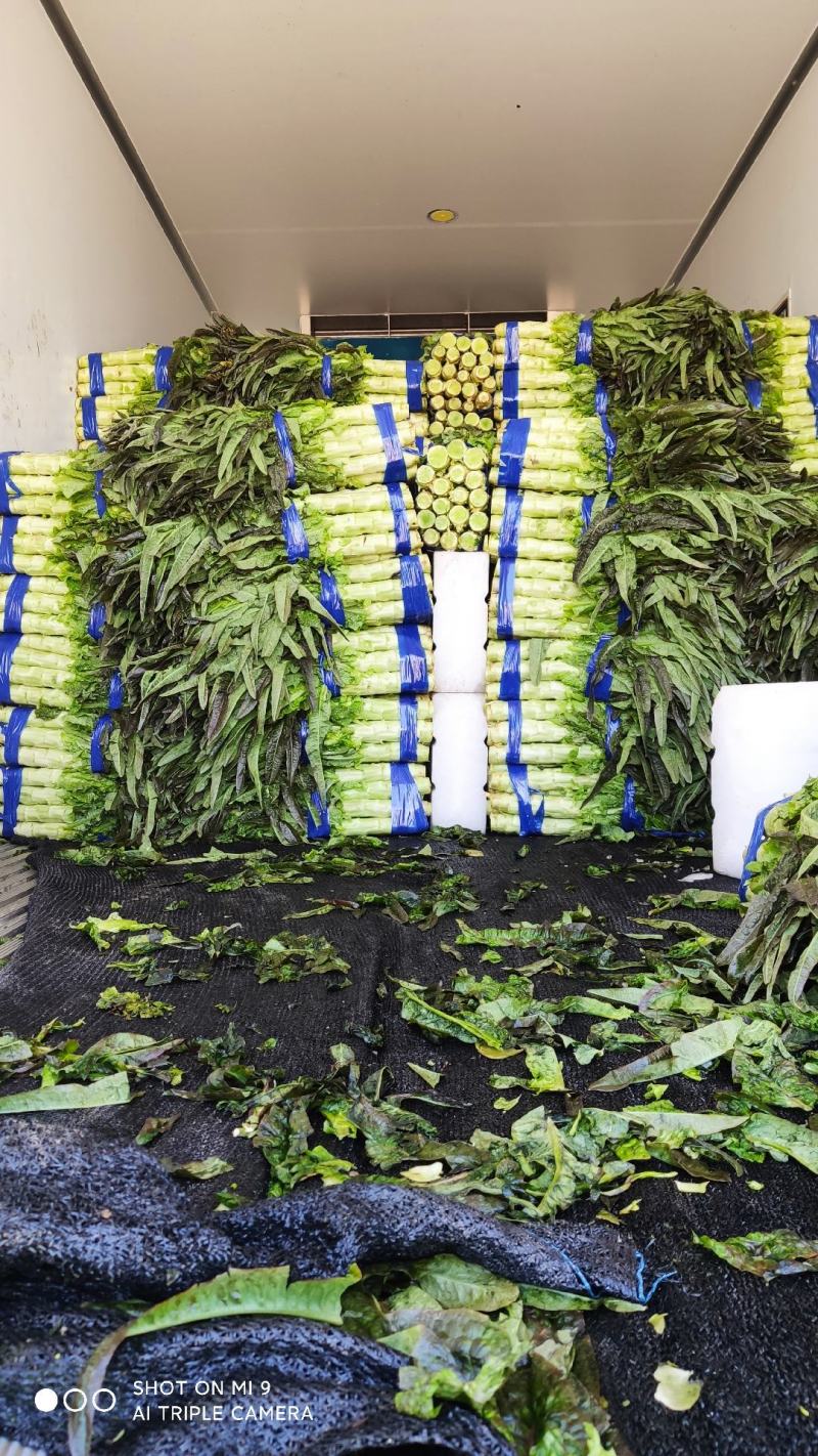 大量有货莴笋青皮青肉无空心香莴苣万亩大棚种植产区