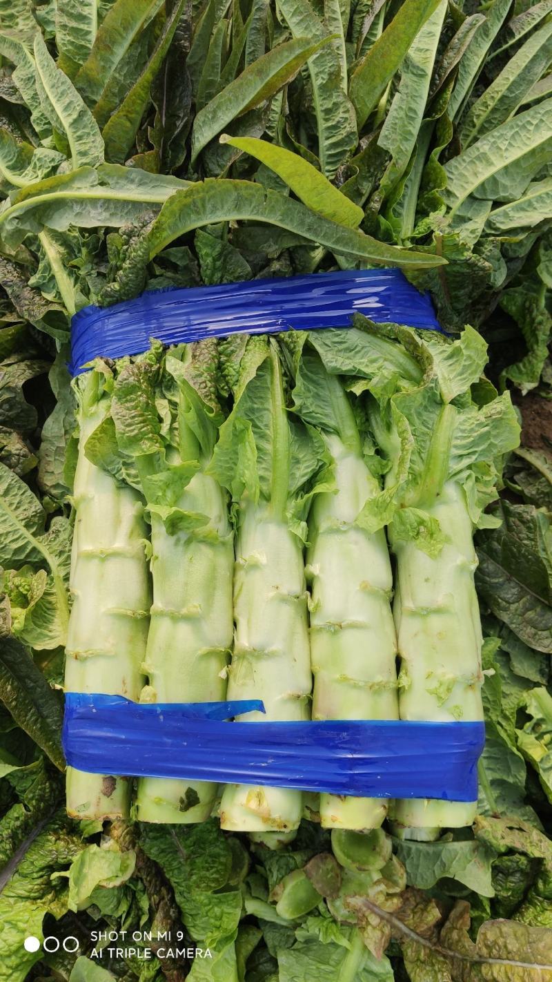 大量有货莴笋青皮青肉无空心香莴苣万亩大棚种植产区