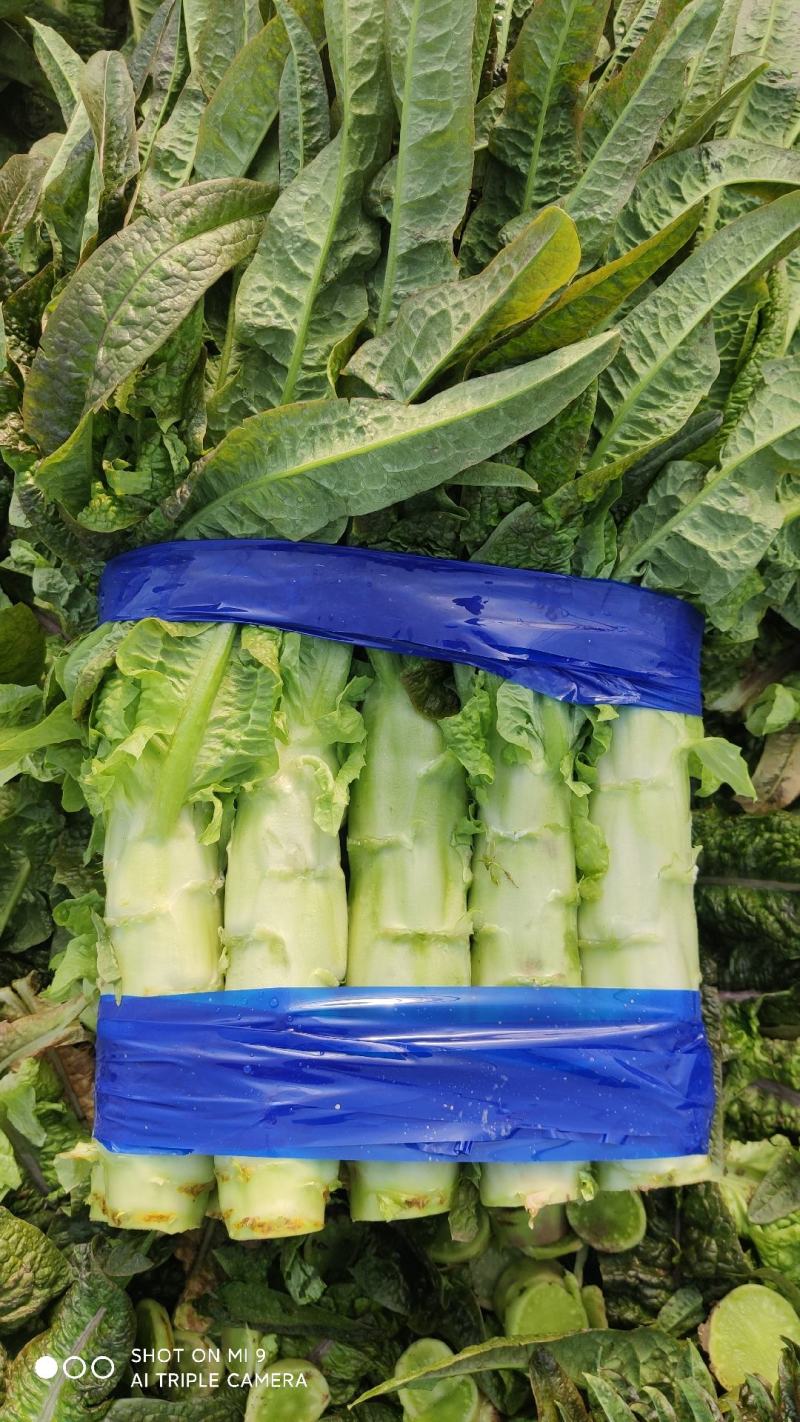 大量有货莴笋青皮青肉无空心香莴苣万亩大棚种植产区