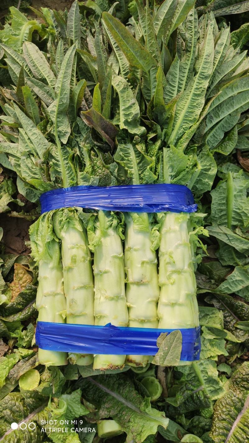 大量有货莴笋青皮青肉无空心香莴苣万亩大棚种植产区