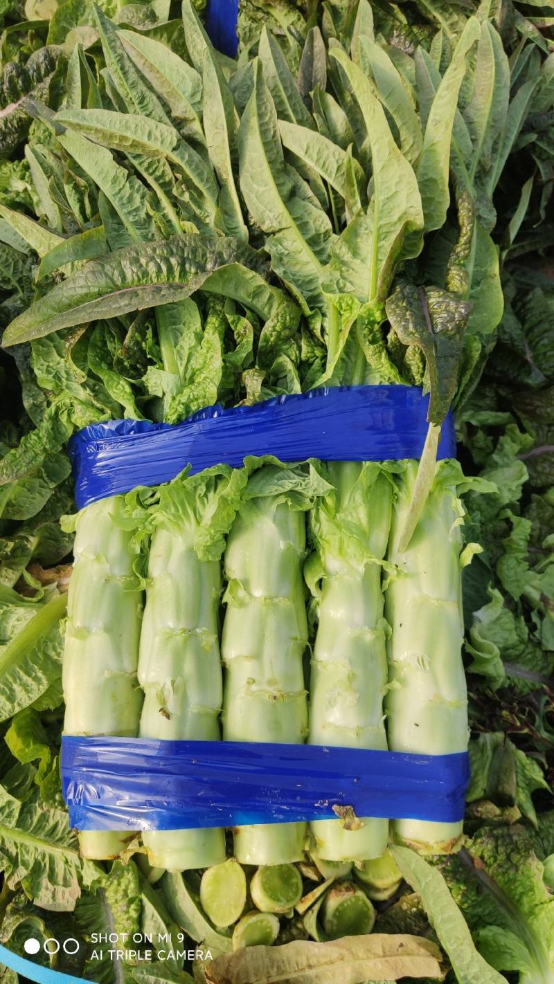 大量有货莴笋青皮青肉无空心香莴苣万亩大棚种植产区