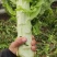 大量有货莴笋青皮青肉无空心香莴苣万亩大棚种植产区