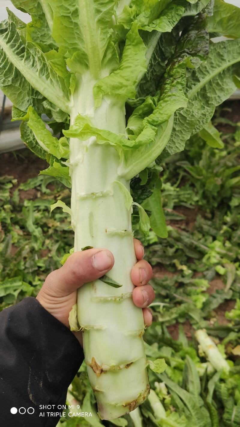 大量有货莴笋青皮青肉无空心香莴苣万亩大棚种植产区