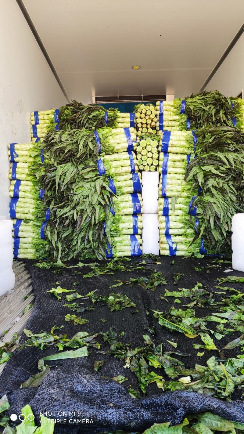大量有货莴笋青皮青肉无空心香莴苣万亩大棚种植产区