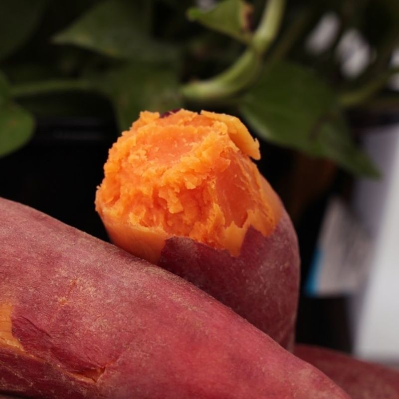 【甜糯细腻】广西沙地红薯新鲜蔬菜批发板栗番薯地瓜蜜薯2/