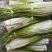 云南大理现采现卖白帽蒜薹新鲜蔬菜量大批发