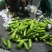 山东省淄博临淄东石来宾菜场精品绿皮葫芦大量上市质量放心