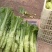 优质板叶棒菜品质好.，棒菜口感纯正是正宗的土品种.植物。
