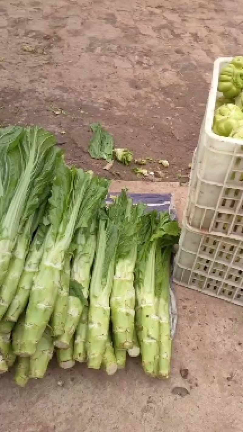 优质板叶棒菜品质好.，棒菜口感纯正是正宗的土品种.植物。