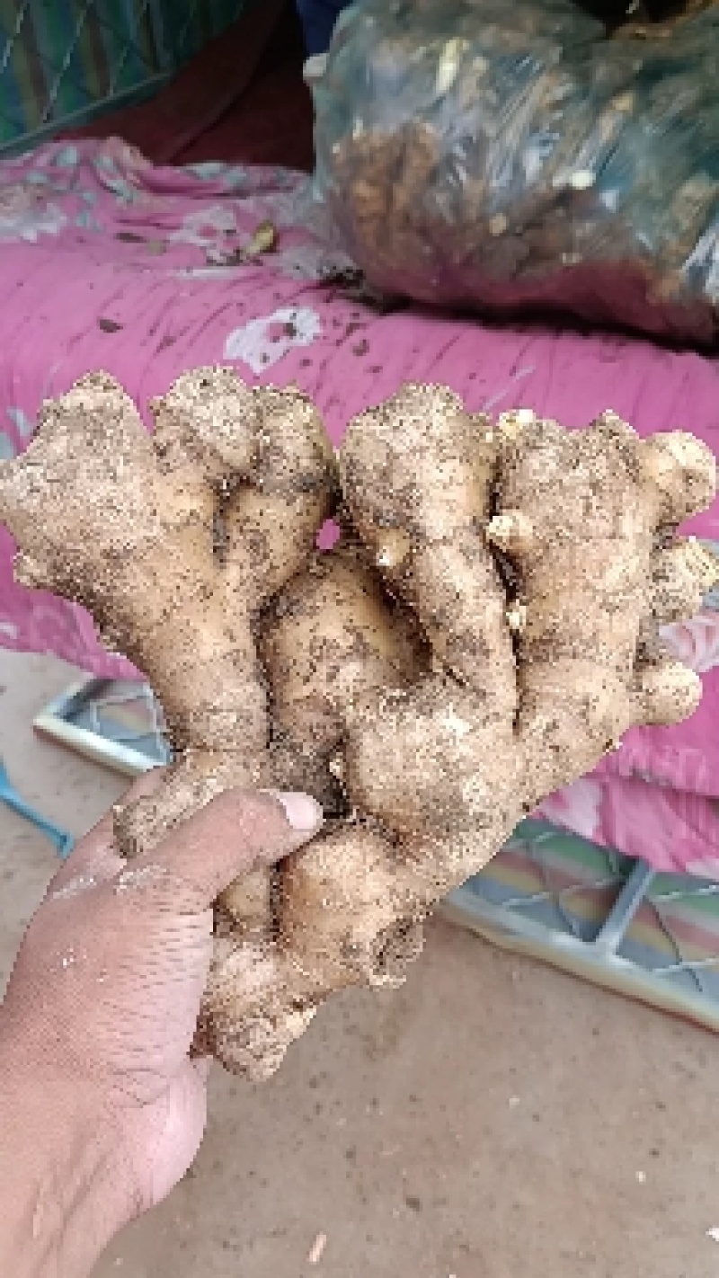 [生姜]山东大黄姜常年供应销售，全国发货坏烂包赔