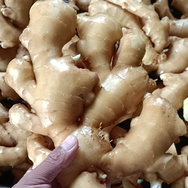 [生姜]山东大黄姜常年供应销售，全国发货坏烂包赔