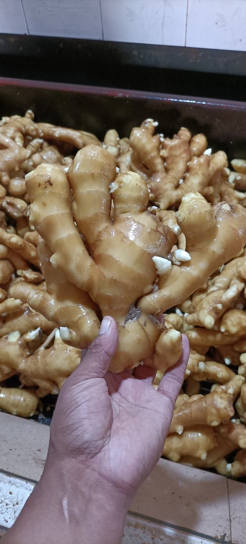[生姜]山东大黄姜常年供应销售，全国发货坏烂包赔