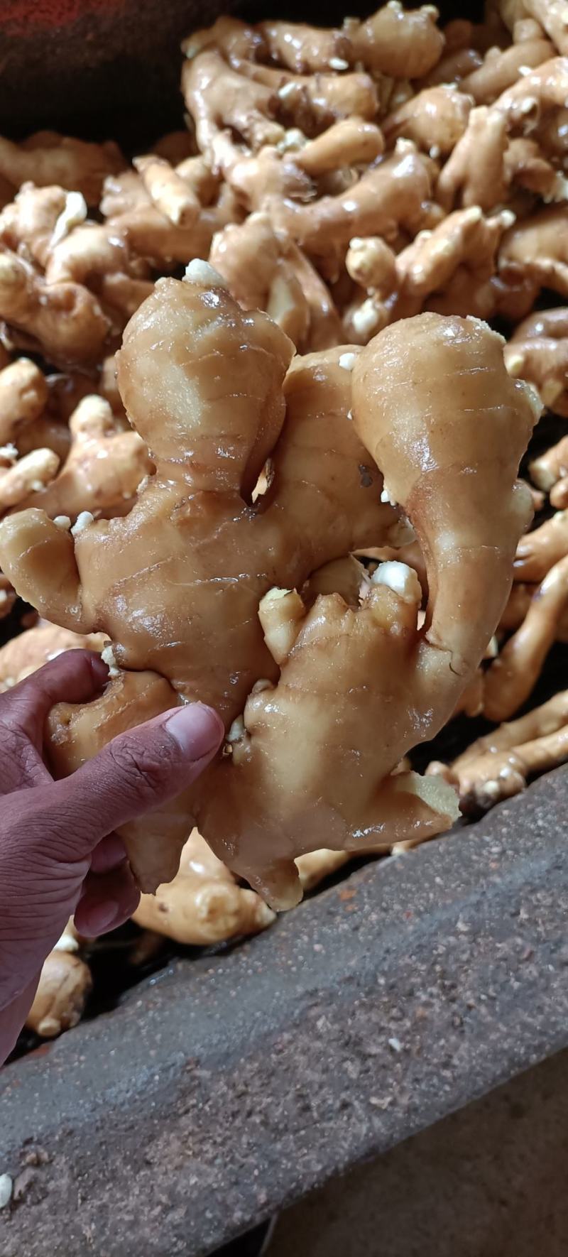 [生姜]山东大黄姜常年供应销售，全国发货坏烂包赔