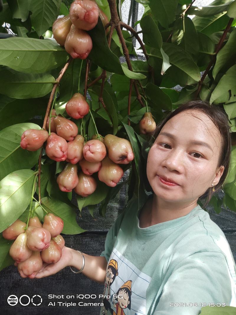 黑金刚大叶红，黑糖芭比莲雾嫁接苗广西发货保正品