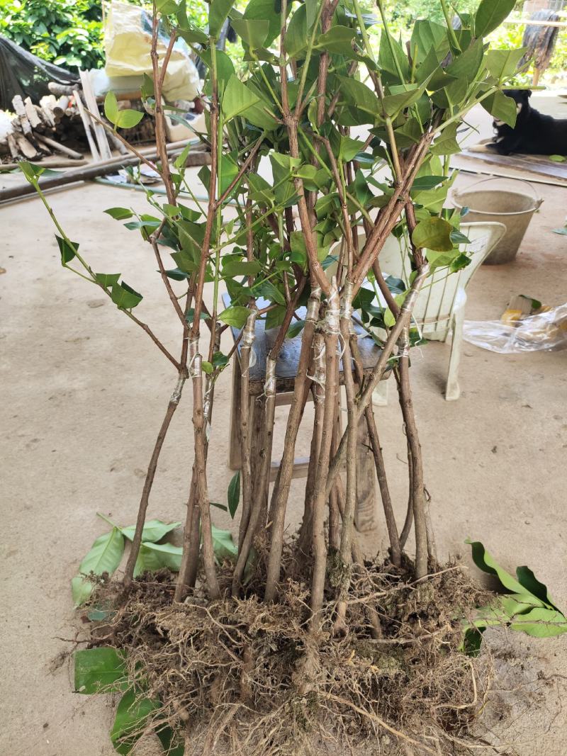 黑金刚大叶红，黑糖芭比莲雾嫁接苗广西发货保正品
