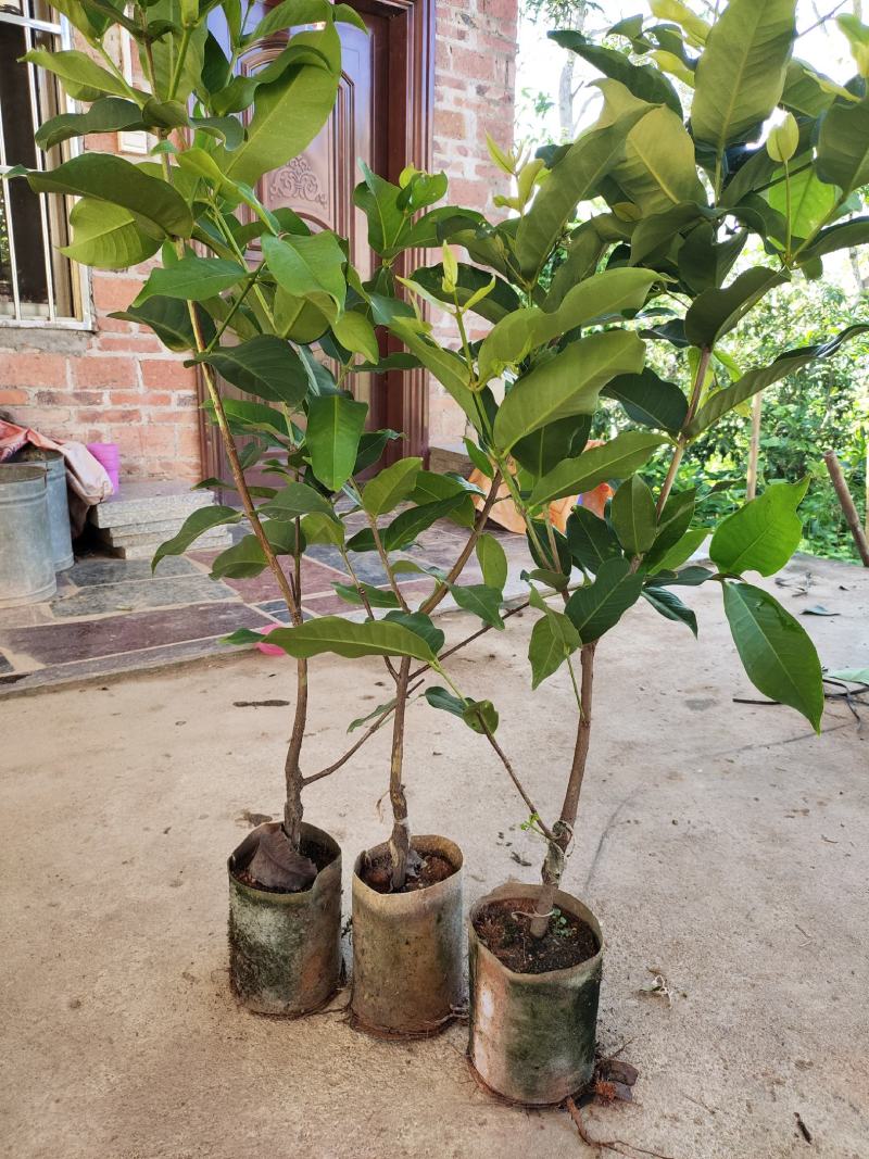 黑金刚大叶红，黑糖芭比莲雾嫁接苗广西发货保正品