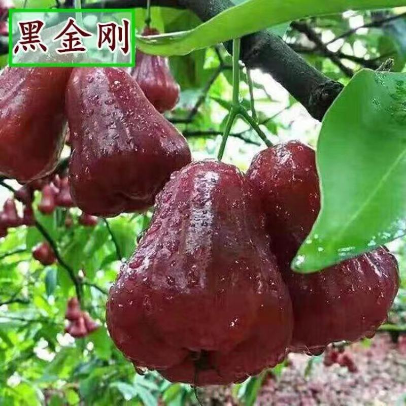 黑金刚大叶红，黑糖芭比莲雾嫁接苗广西发货保正品