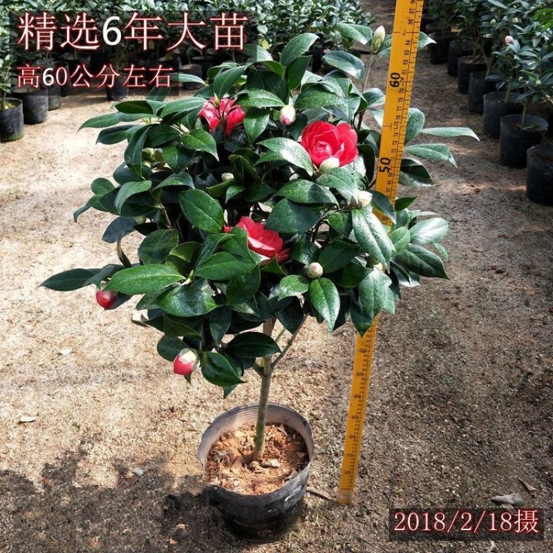 五色赤丹带花苞四季山茶树苗香妃茶花室内室外花卉绿植批发价