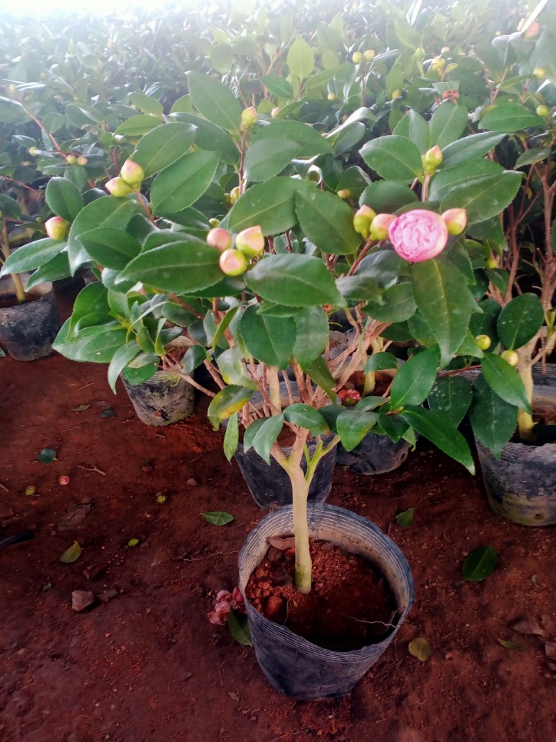 五色赤丹带花苞四季山茶树苗香妃茶花室内室外花卉绿植批发价