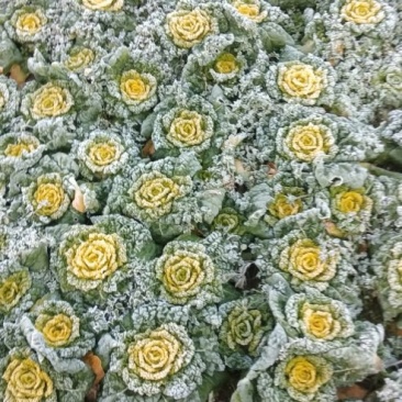 霜打黄心菜