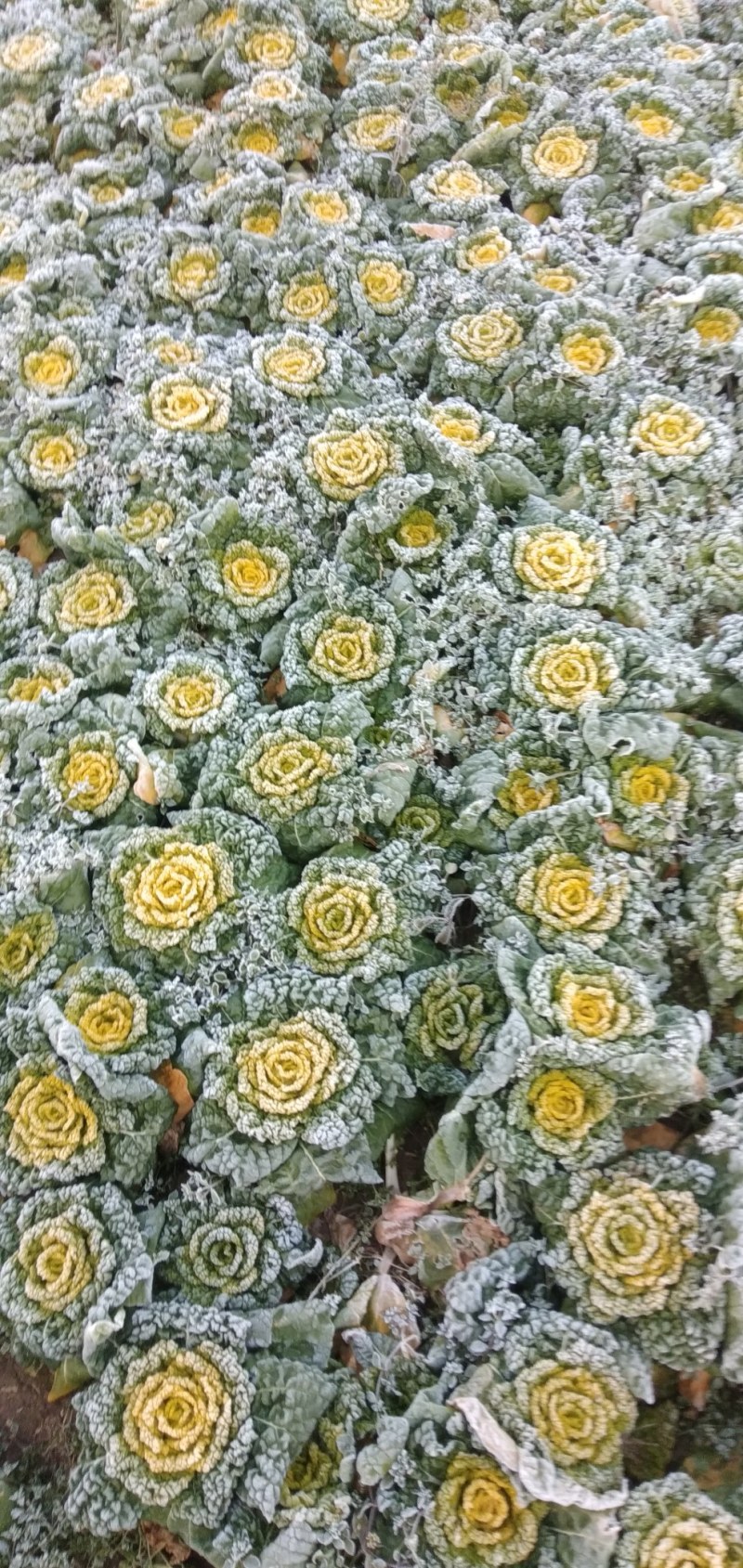 霜打黄心菜