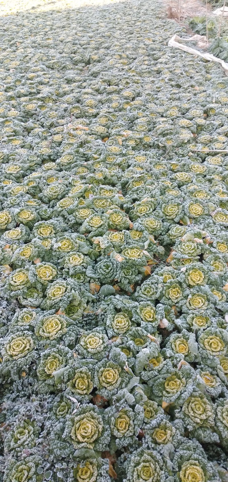 霜打黄心菜