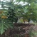 【木瓜苗】水果木瓜组培苗规格8-20厘米优质木瓜种苗