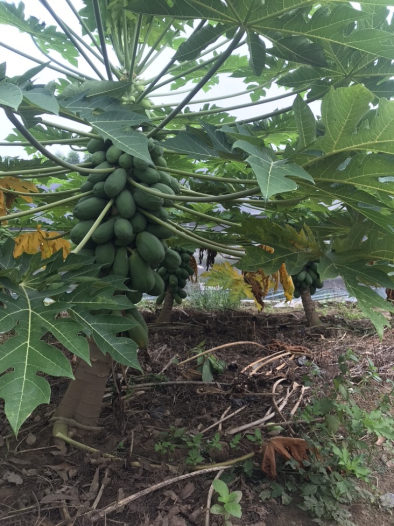 【木瓜苗】水果木瓜组培苗规格8-20厘米优质木瓜种苗