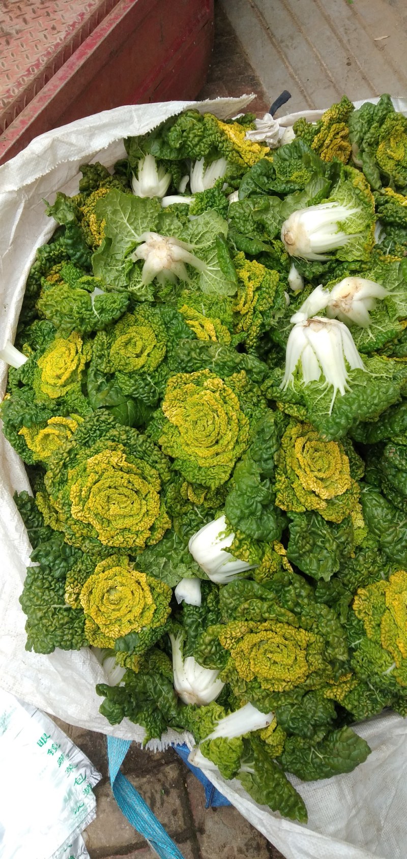 霜打黄心菜