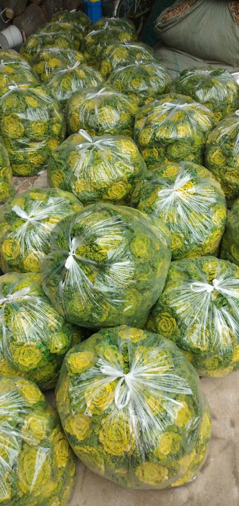 霜打黄心菜