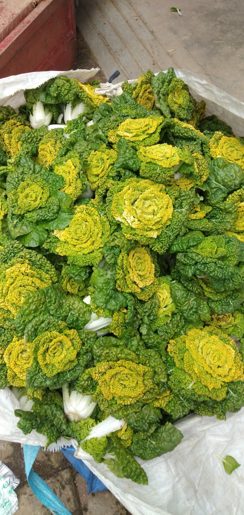 霜打黄心菜